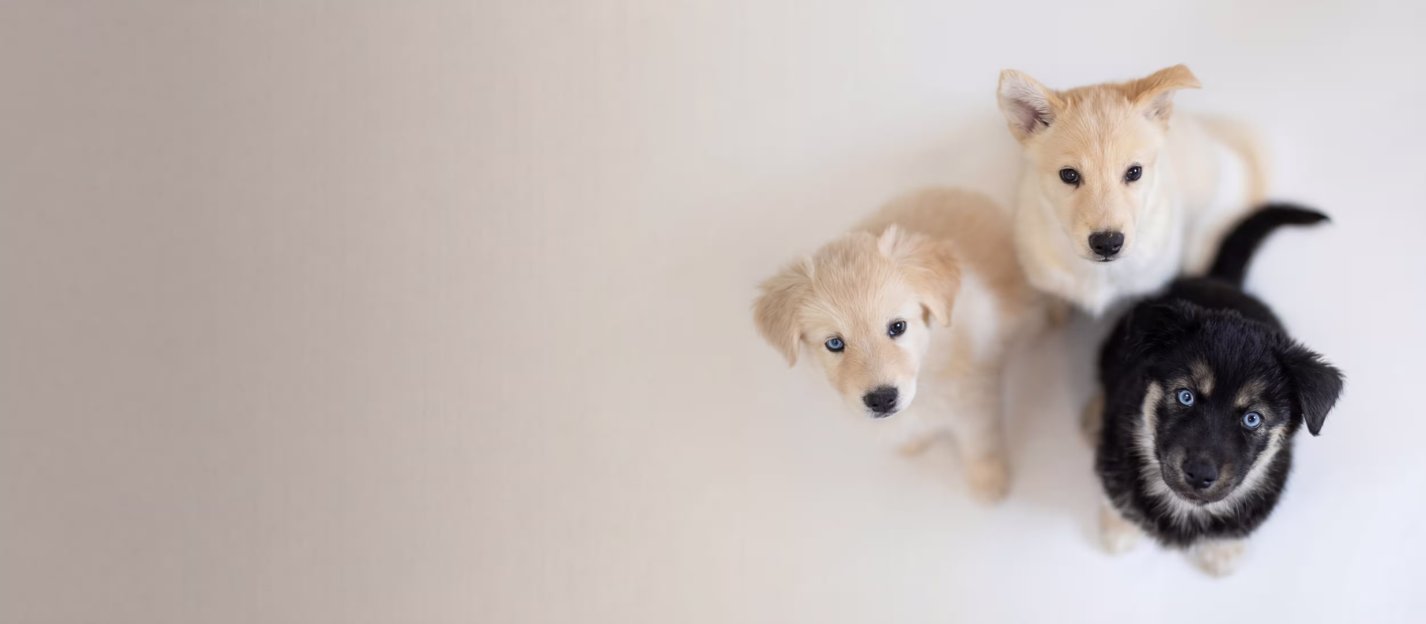 Naughty's litter of puppies